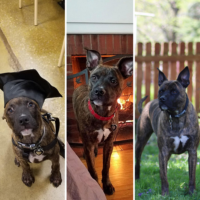 Good Boi To Skinny Boi To Beefy Boi