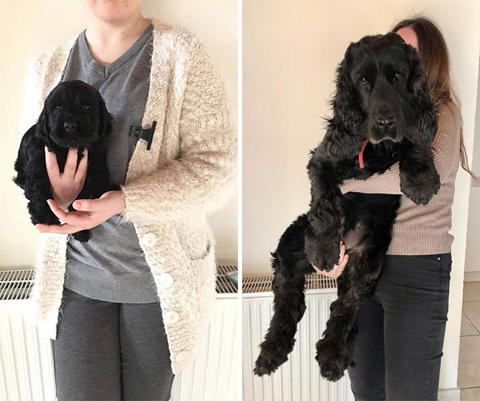 1 Month To 4 Years . Plus Size Cocker