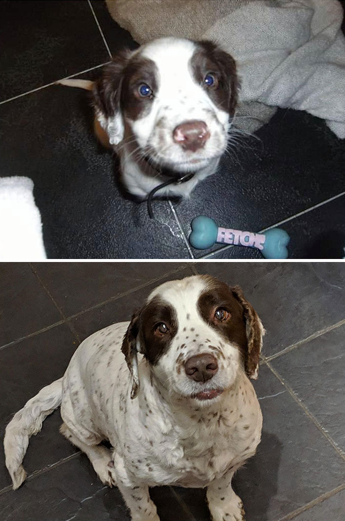 My Boy 12 Years Apart. His First Ever Photo At 7 Weeks And One Of The Newest As A Handsome Old Boy. I'll Always Love My Dog, Mak