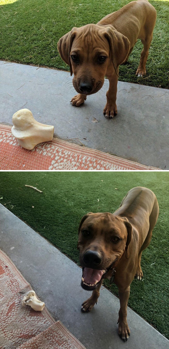 My Ridgeback Puppy (2 Months) To Dog (1 Year)