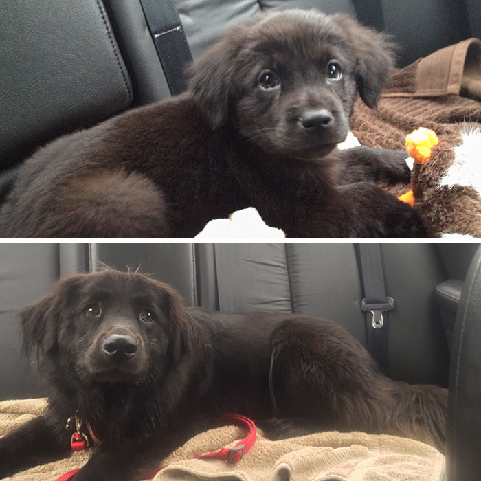 When I First Adopted Him And 3 Years Later. He Looks Exactly The Same