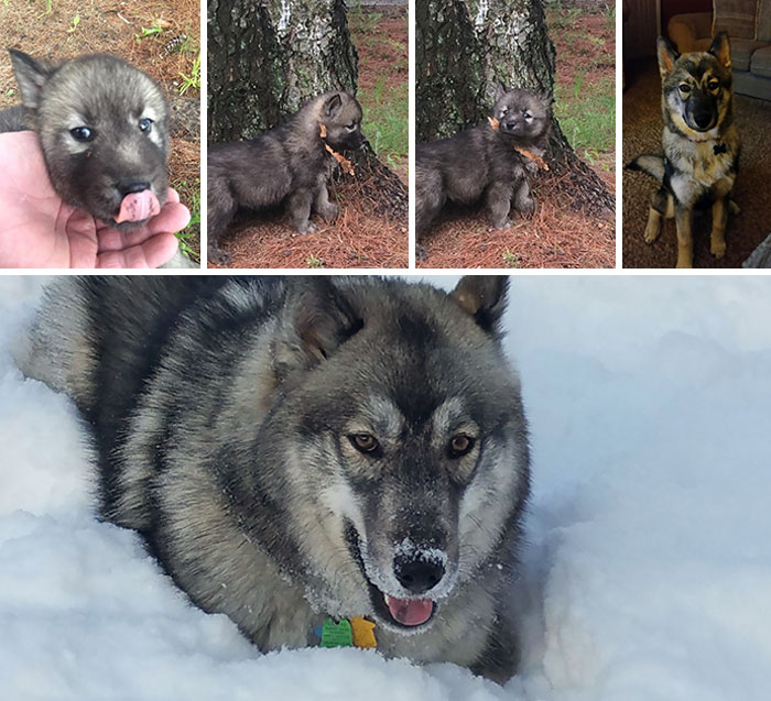 My Baby Girl Is All Grown Up Now. And Yes, They're All The Same Dog