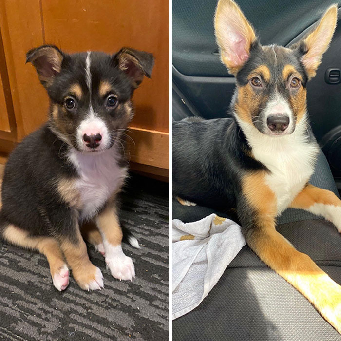 Same Pup, 7 Weeks Apart