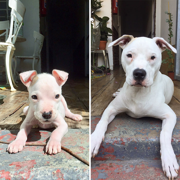 Yes, It’s The Same Dog. Happy 1st Birthday Pasha. Rescuing You Was The Best Decision