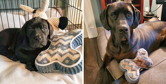 My Dog With Her Favorite Toy 2.5 Years Apart