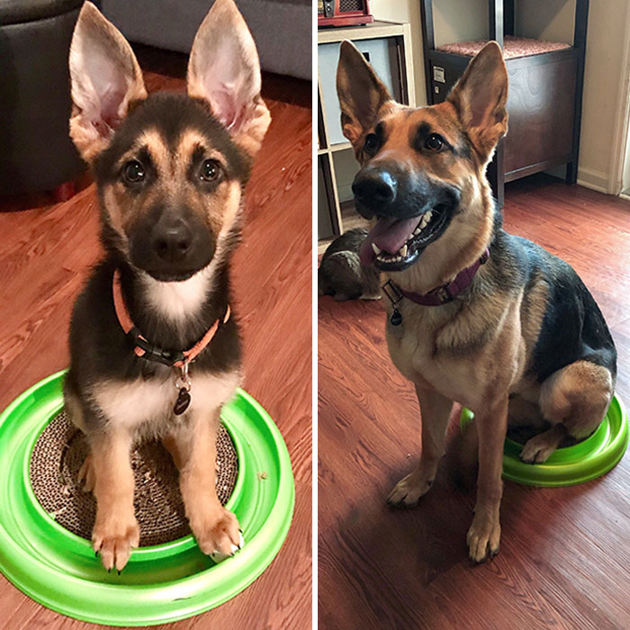 My Girl Granger. Exactly 1 Year Apart. Same Cat Toy