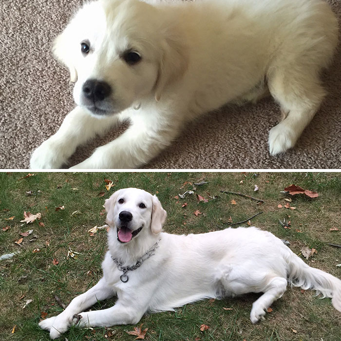 The Only Difference Is 60 Pounds When He Sits On Me Now. Still Worth It