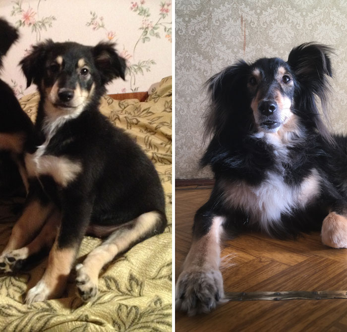 My Dog Gone From Tiny Potato To Big Potato (4 Months To 4 Years)