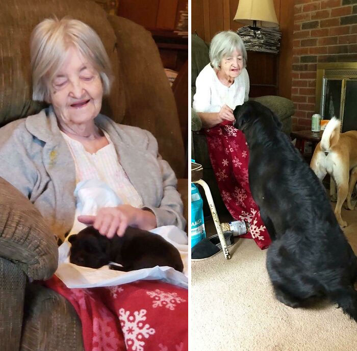 My Grandma’s Pup, Bruce, Did A Heckin’ Grow