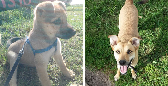 This Is Arya, A Little Girl Found Ditched On A Trail 4.5 Years Ago And Is Now A Support Dog For Our Special Needs Son 