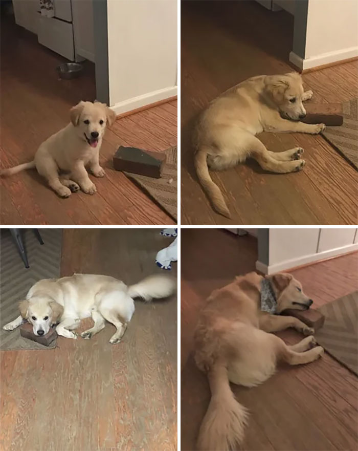 Growing Up With Your Best Friend, The Brick