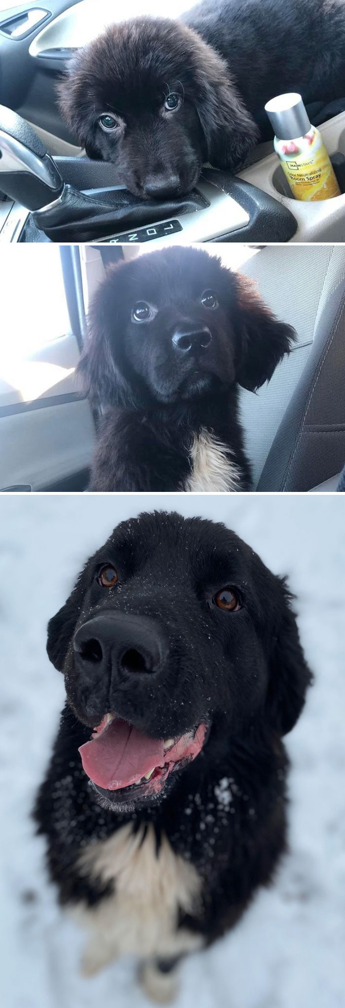 Have You Met My Friend Daisy? 13 Weeks To 2.5 Years. Enjoy
