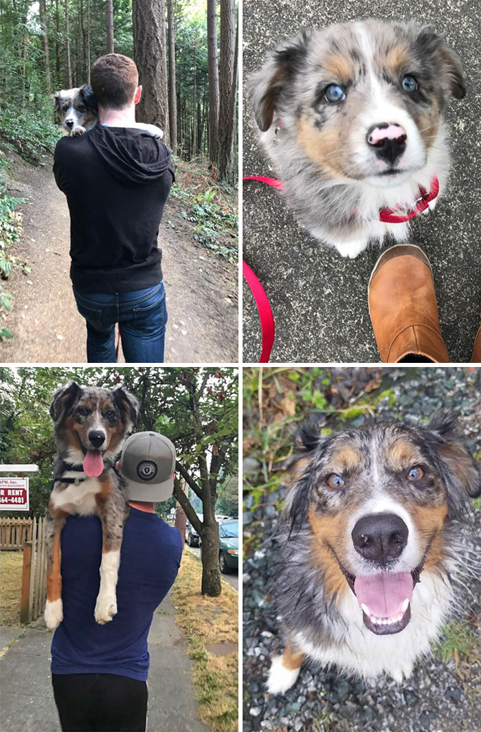 From A Timid Puppy To An Adventurous Trail Dog. They Grow Up So Fast