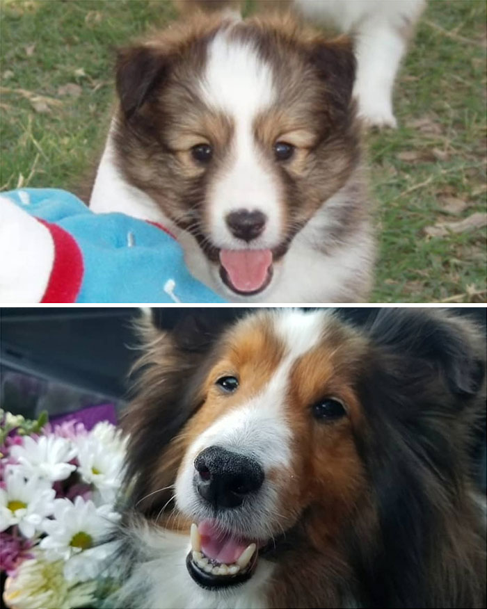 This Is Rupert. He Is 13 Years Old