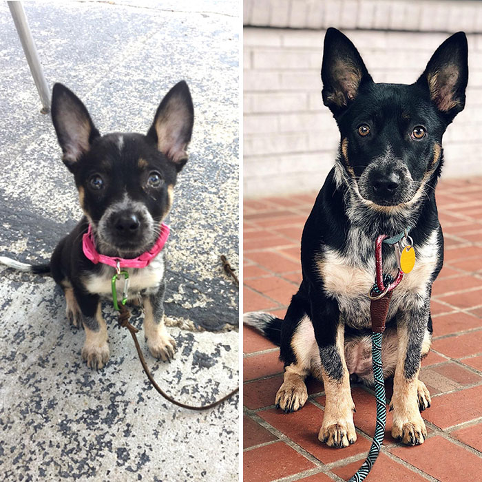 I Found Millie Next To A Dead Dog And A Smashed Dog Crate And Now Look At Her