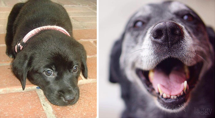 6 Weeks To 12 Years