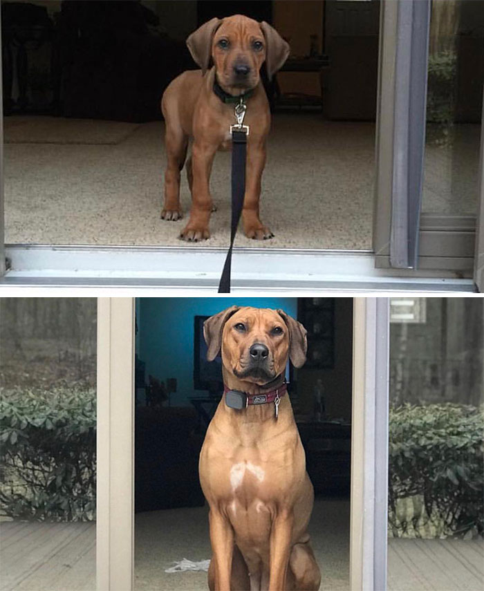 Rhodesian Ridgeback One Year Progression