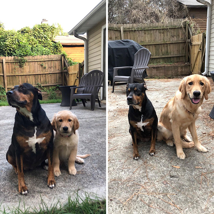 My 9 Year Old Dog Next To My Pup At 2 Months And Again At 7 Months