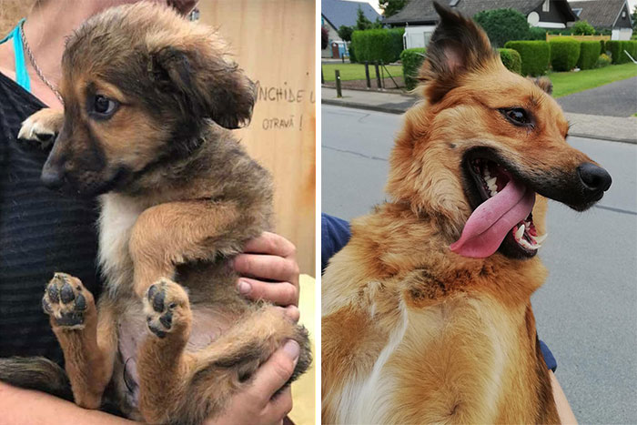 3 Years Have Passed. Before & After Adoption