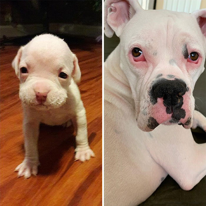 Little Baby Came A Long Way! 3 Weeks Old When We Got Her From People Who Were Trying To Get Rid Of Puppies As Fast As They Could To 1 Year