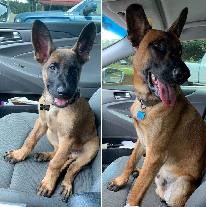 3 Months To A Year, Meet Huckleberry