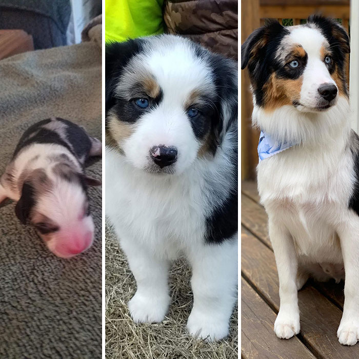 From Day 1 To 8 Weeks To 1 Year Old. Happy Birthday Boomer