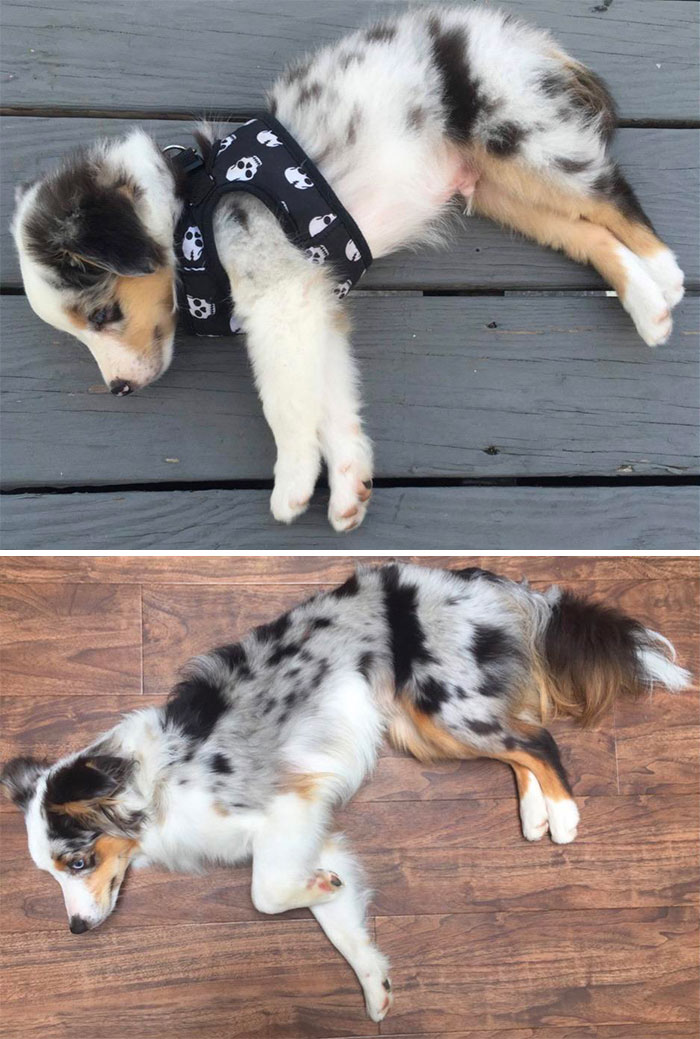 Taco, 8 Weeks To 2 Years