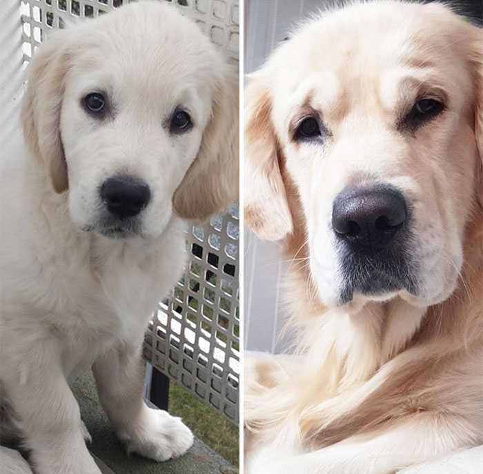 From A Tiny Smooch At 6 Months To A Grown Up Doggo At 4.8 Years