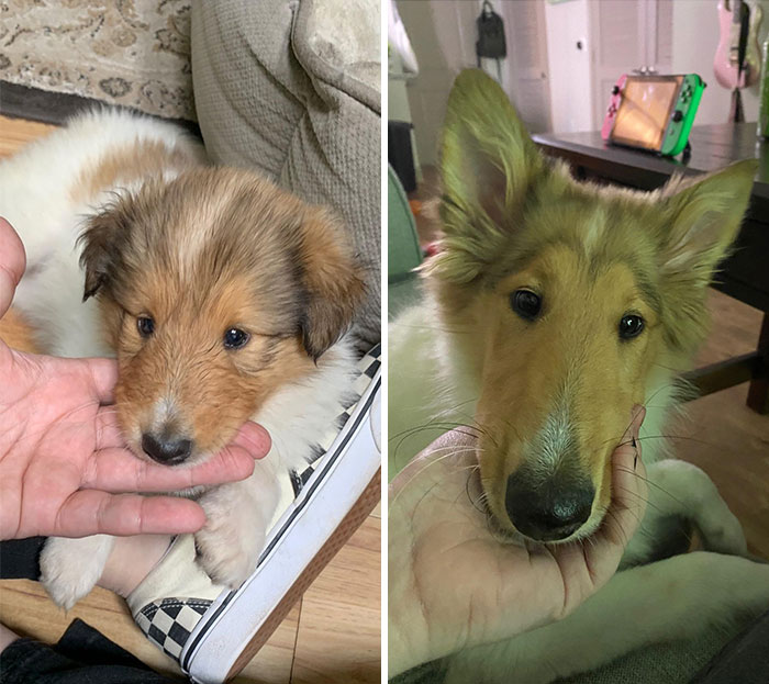 Puppy Snoot - Doggo Snoot