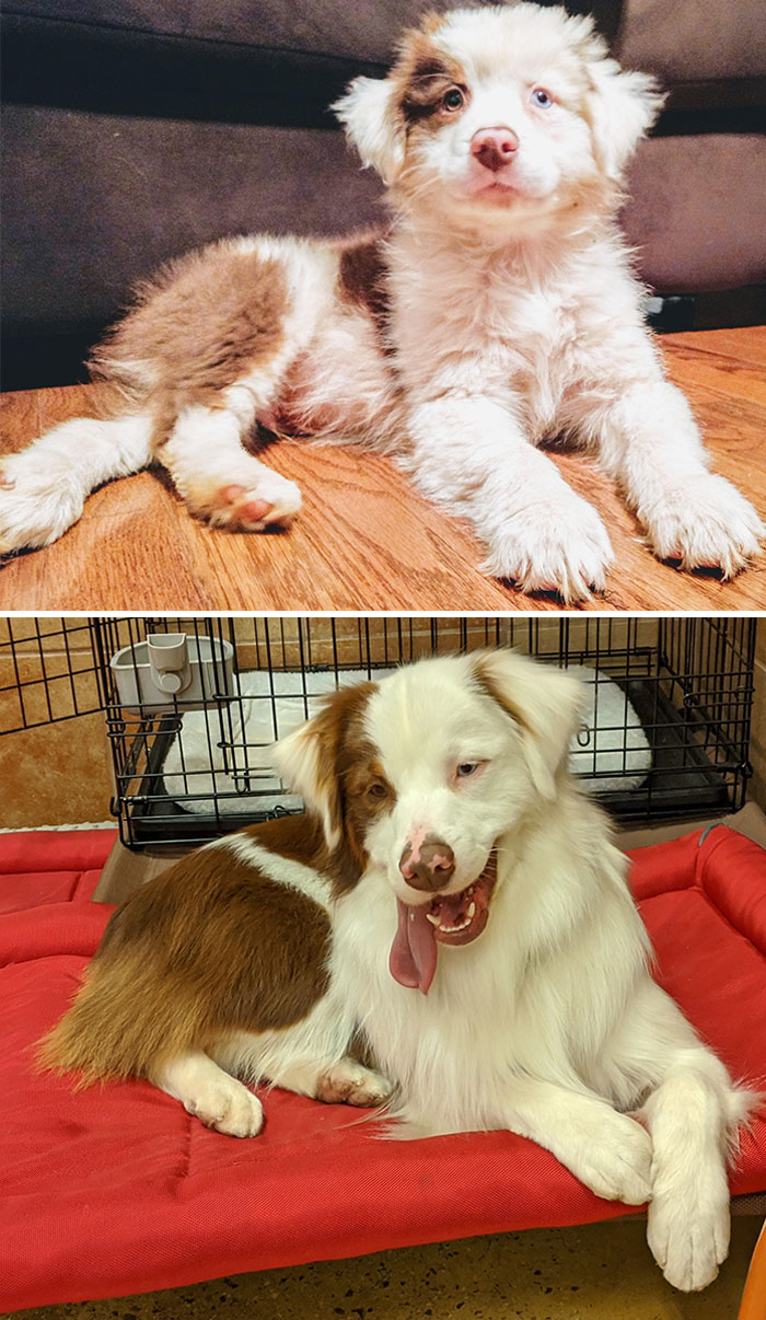 My Jester. From Fluffy To Sleek