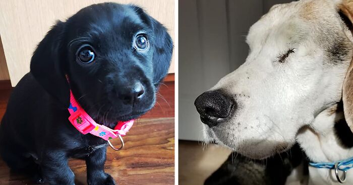 30 Of The Best Dog Photos Submitted For The #PrettyEyesChallenge