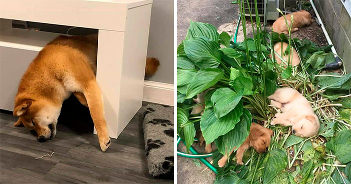 30 Personas que pillaron a sus perros durmiendo en posiciones rarísimas y compartieron las fotos en #SleepingDogChallenge