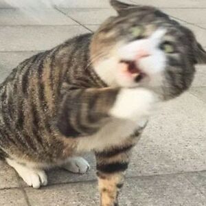 vibeparrotconfetti avatar