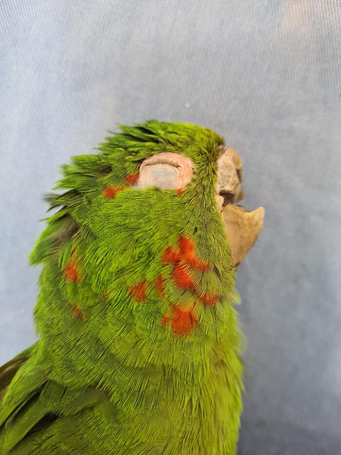 Parrot Gets A Brand New Beak After Being Rescued In A Horrible Condition