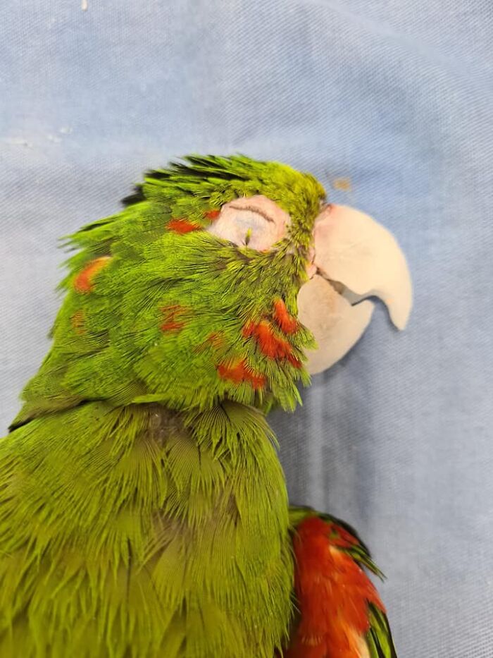 Parrot Gets A Brand New Beak After Being Rescued In A Horrible Condition