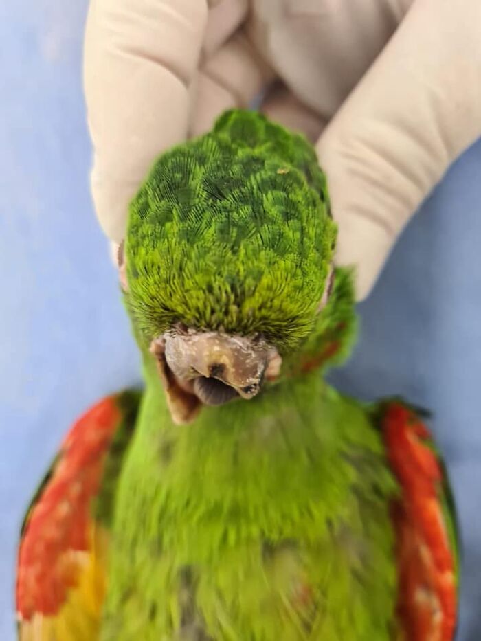 Parrot Gets A Brand New Beak After Being Rescued In A Horrible Condition