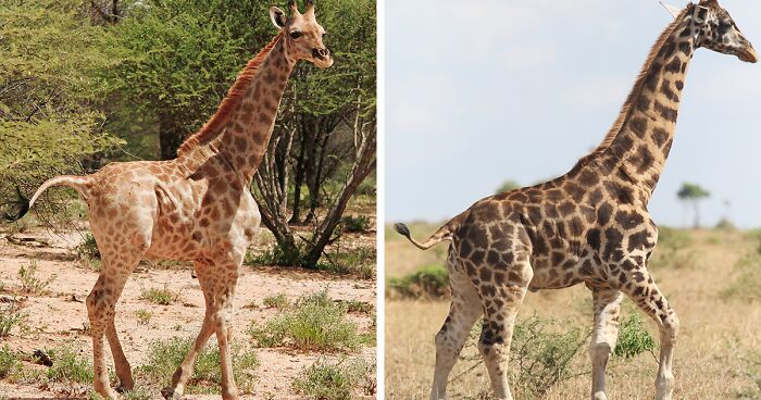 For The First Time Ever, Scientists Discover Dwarf Giraffes Standing At Just 9 Ft In Namibia And Uganda