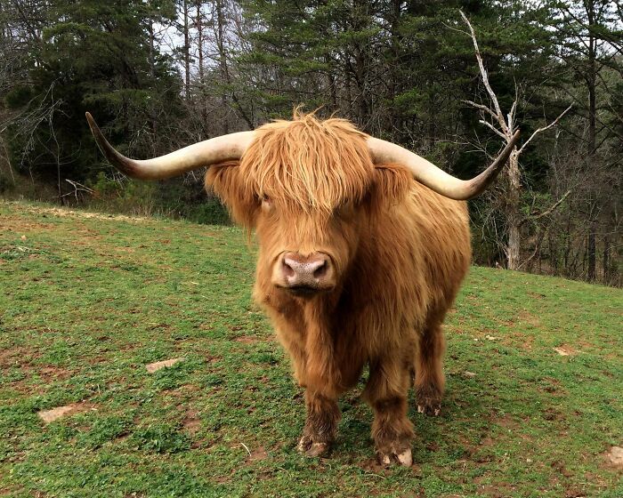 'If You're Being Poked, It's Intentional': Farmer's Video Where He Grooms A Long-Horned Scottish Highland Cow Goes Viral 'If You're Being Poked, It's Intentional': Farmer's Video Where He Grooms A Long-Horned Scottish Highland Cow Goes Viral