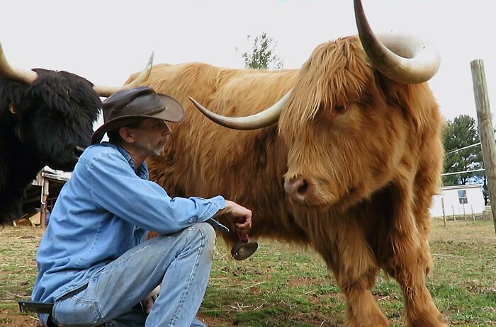 'If You're Being Poked, It's Intentional': Farmer's Video Where He Grooms A Long-Horned Scottish Highland Cow Goes Viral 'If You're Being Poked, It's Intentional': Farmer's Video Where He Grooms A Long-Horned Scottish Highland Cow Goes Viral