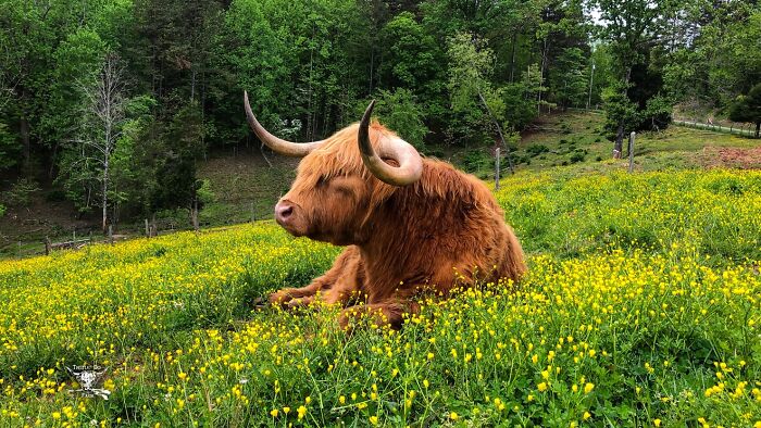 'If You're Being Poked, It's Intentional': Farmer's Video Where He Grooms A Long-Horned Scottish Highland Cow Goes Viral