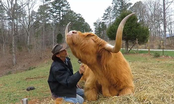 ‘If You’re Being Poked, It’s Intentional’: Farmer’s Video Where He Grooms A Long-Horned Scottish Highland Cow Goes Viral