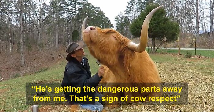 ‘If You’re Being Poked, It’s Intentional’: Farmer’s Video Where He Grooms A Long-Horned Scottish Highland Cow Goes Viral