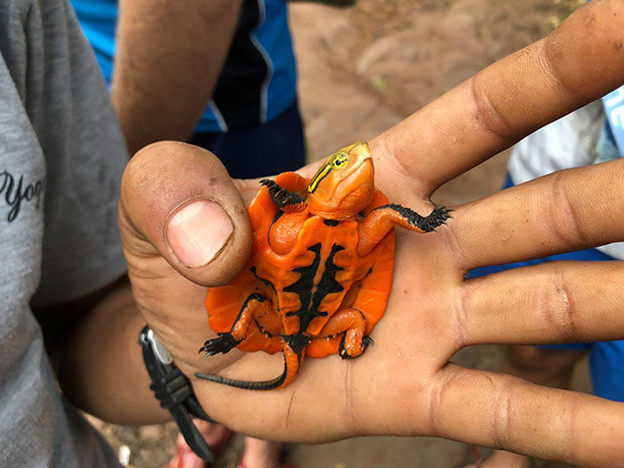An Orange Turtle Found In The Vietnamese Jungle