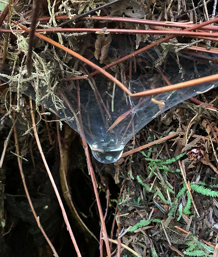 This Spider Managed To Spin A Web That Holds Water