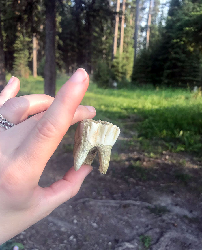 Found A Moose Tooth In The Creek