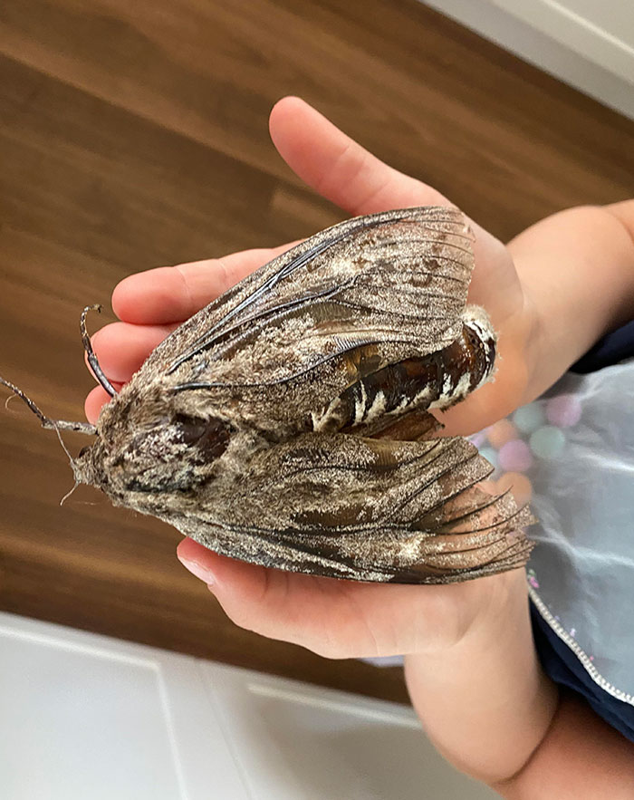 This 5-Inch Moth We Found In Our House Yard Today