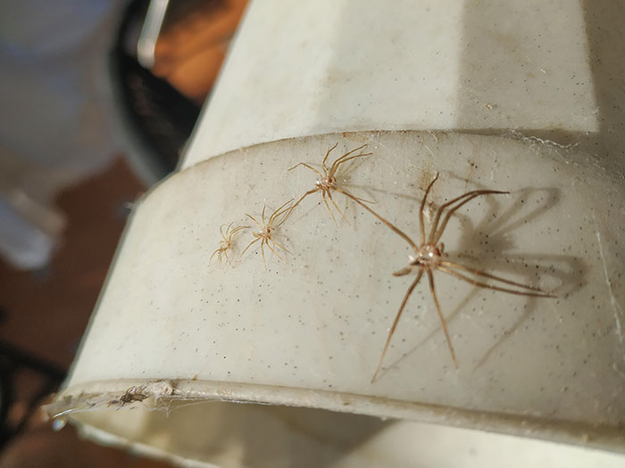 This Spider Changed His Skin Several Times In The Same Spot