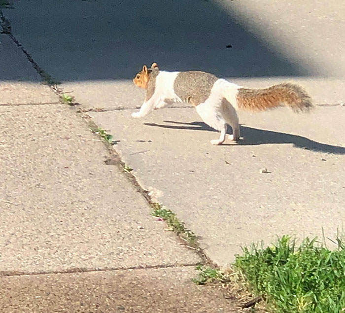 Spotted A Squirrel With Unusual Coloring