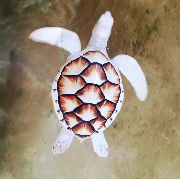 An Albino Turlte I Saw On My Vacation In Sri Lanka