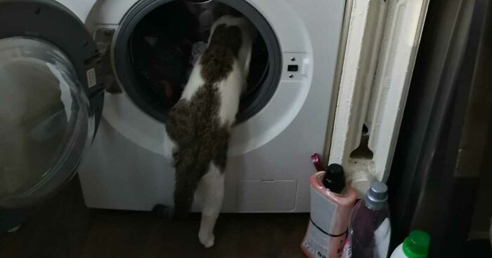 Hey Pandas, Post A Picture Of Your Animals Doing Something Hilarious (Closed)